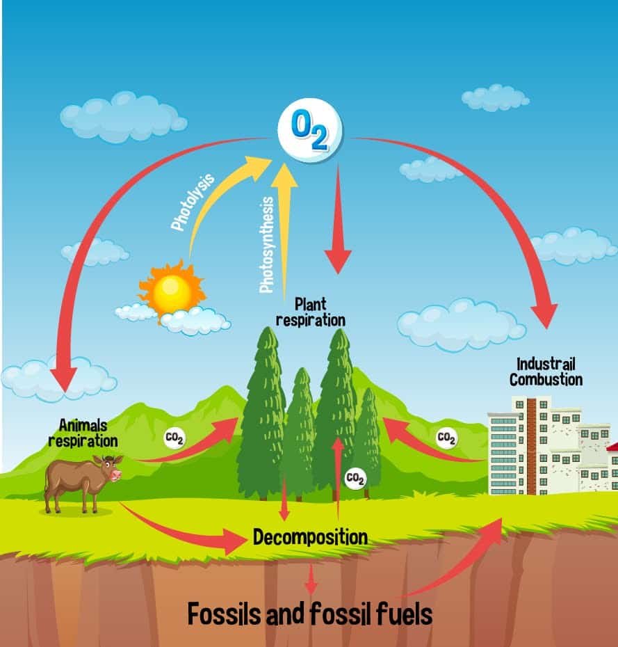 oxygen cycle