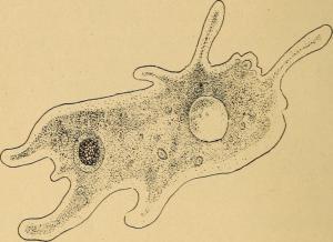 Organs in Multi-cellular Organisms – Grade 7 Science Worksheets