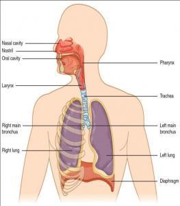 Organs in Multi-cellular Organisms – Grade 7 Science Worksheets