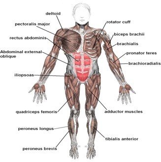 Organs in Multi-cellular Organisms – Grade 7 Science Worksheets