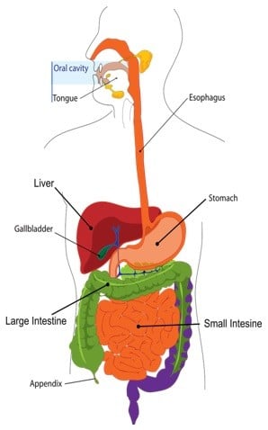 digestive system