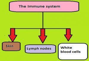  Immune , Circulatory and Digestive Systems – Grade 7 Science Workshee