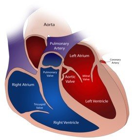 Immune , Circulatory and Digestive Systems – Grade 7 Science Worksheets