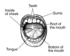 Immune , Circulatory and Digestive Systems – Grade 7 Science Worksheets