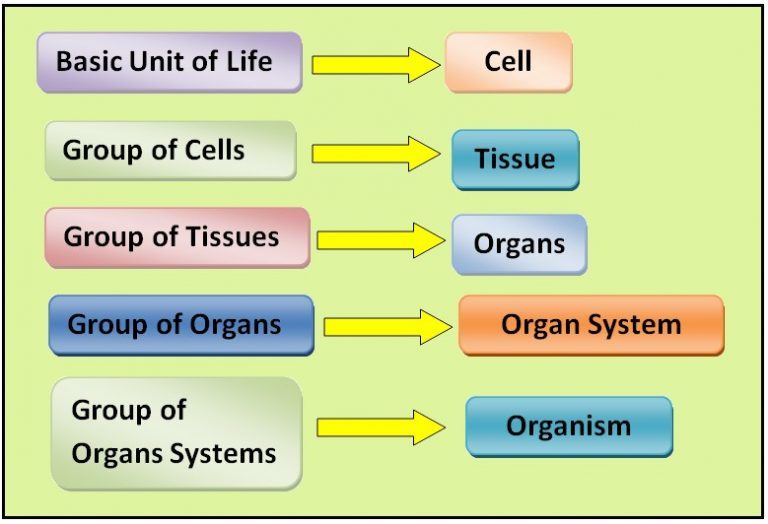 organ system