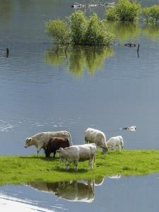 Cows Grazing