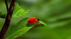 Ladybug on a leaf