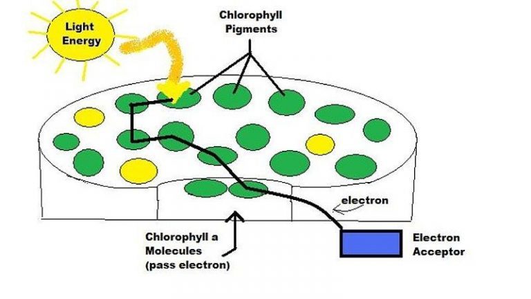 photosynthesis