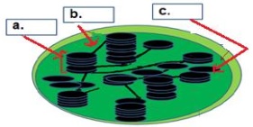 Download 7th grade science Worksheet - Photosynthesis 1, 2 and 3