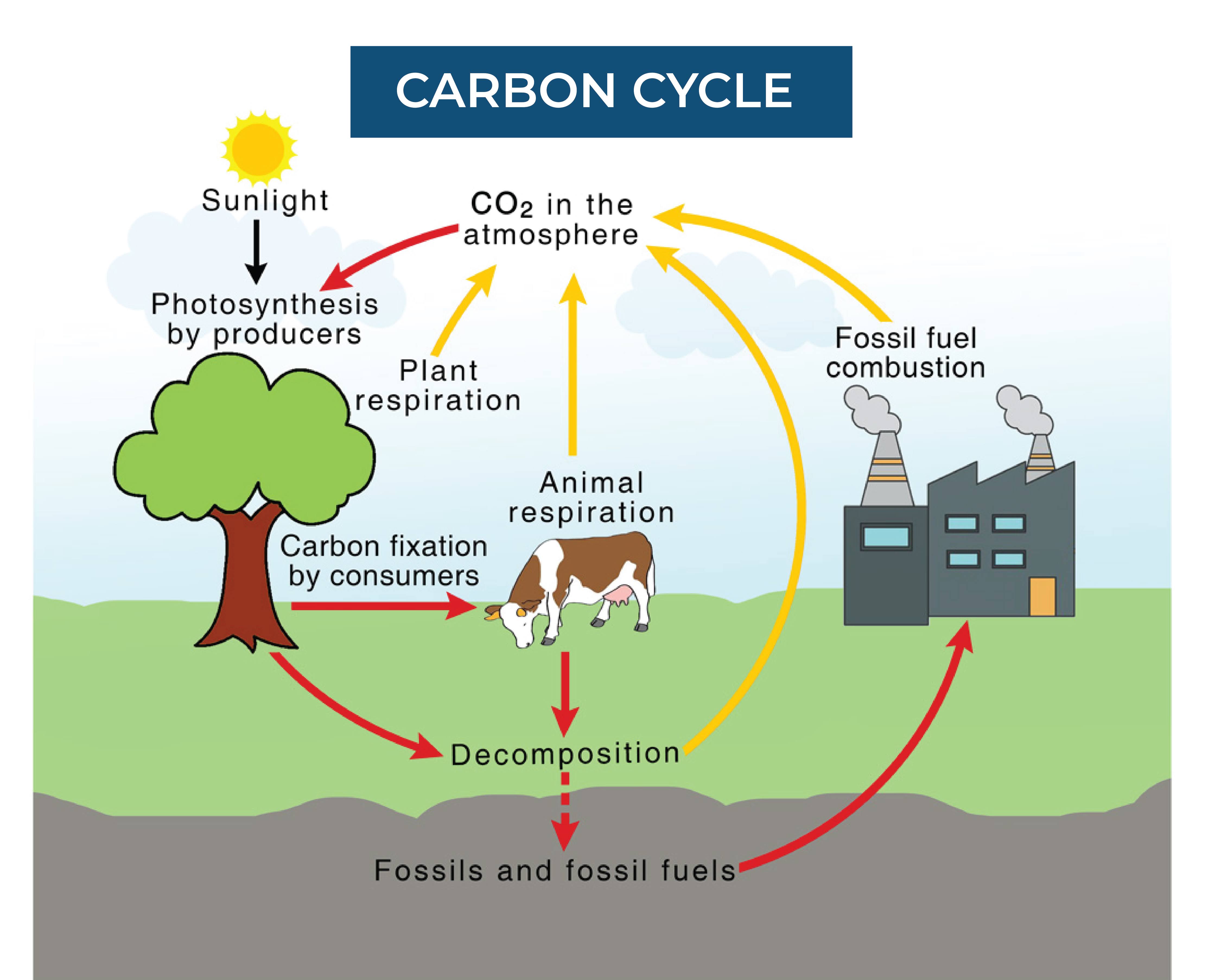 carbon cycle