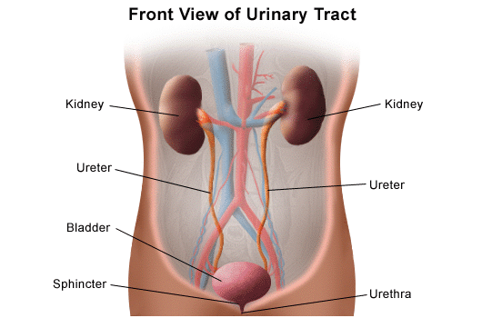 Diagram of the Urinary Tract