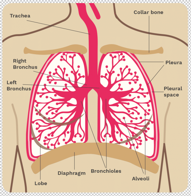 Bronchi