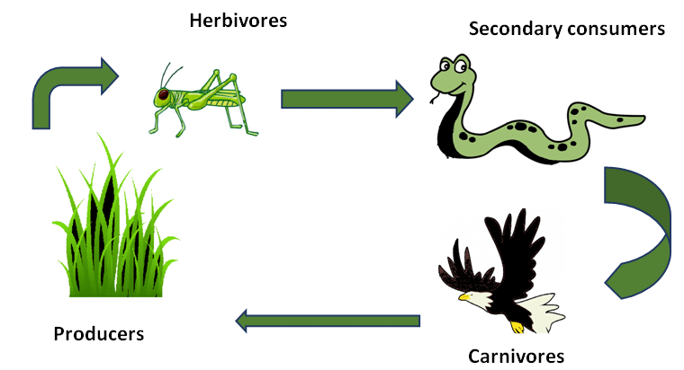 Biotic Factors - Example - Food Cycle